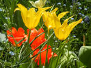 Tulipa Cistula (2013, April 29)