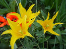 Tulipa Cistula (2013, April 29)