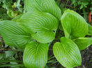 Hosta_Plantain Lily (2013, April 29)