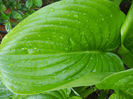 Hosta_Plantain Lily (2013, April 29)