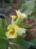 Primula polyanthus Yellow (2013, Apr.28)