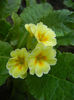 Primula polyanthus Yellow (2013, Apr.29)