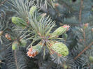 Picea abies (2013, April 29)
