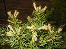 Taxus baccata_Tisa (2013, April 29)