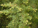 Taxus baccata (2013, April 29)