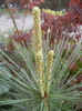 Pinus wallichiana Densa Hill (13, Apr.29)