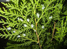 Thuja occidentalis (2013, April 29)