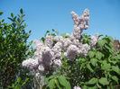 Syringa vulgaris_Lilac (2013, April 29)