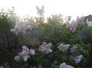 Syringa vulgaris_Lilac (2013, April 29)