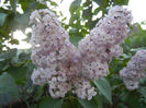 Syringa vulgaris_Lilac (2013, April 29)