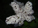Syringa vulgaris_Lilac (2013, April 29)