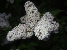 Syringa vulgaris_Lilac (2013, April 29)