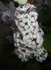Syringa vulgaris_Lilac (2013, April 29)