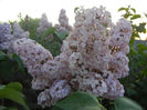 Syringa vulgaris_Lilac (2013, April 29)