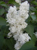 White Lilac Tree (2013, April 29)
