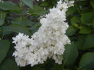 White Lilac Tree (2013, April 29)