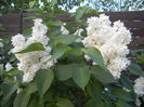 White Lilac Tree (2013, April 29)