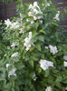 White Lilac Tree (2013, April 29)