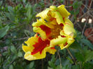 Tulipa Texas Flame (2013, April 30)