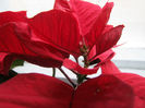 poinsettia
