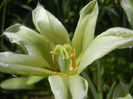 Tulipa Spring Green (2013, April 29)