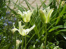 Tulipa Spring Green (2013, April 29)