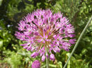 Allium Purple Sensation (2013, April 30)