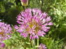 Allium Purple Sensation (2013, April 30)
