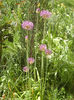 Allium Purple Sensation (2013, Apr.30)