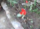 DSC00387