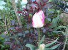 DSC00406