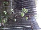 DSC00416