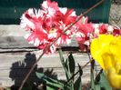 DSC00450