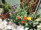 DSC00452