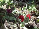 DSC00476