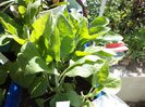 DSC00504