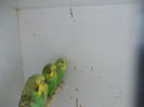Picture 055