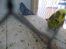 Picture 084