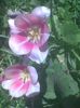 Imag0565