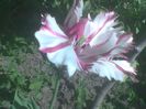 Imag0563