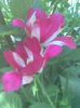 Imag0560