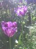 Imag0559