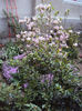 DSC03004