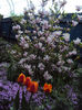 DSC03012