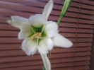 parfum tare