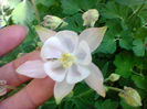 Fotogr.1085