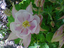 Fotogr.1090
