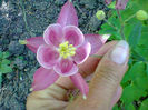 Fotogr.1091