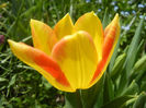 Tulipa Florette (2013, April 27)