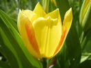 Tulipa Florette (2013, April 29)